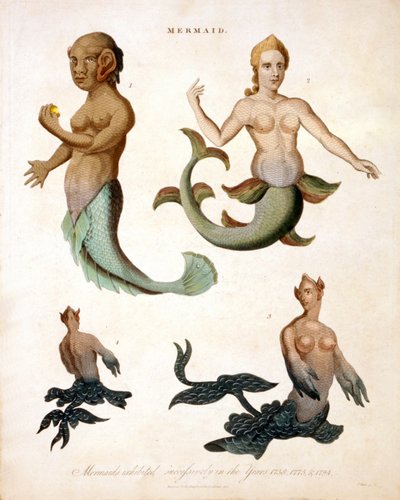 Sirena, da Encyclopaedia Londinensis, 1817 da J. Pass